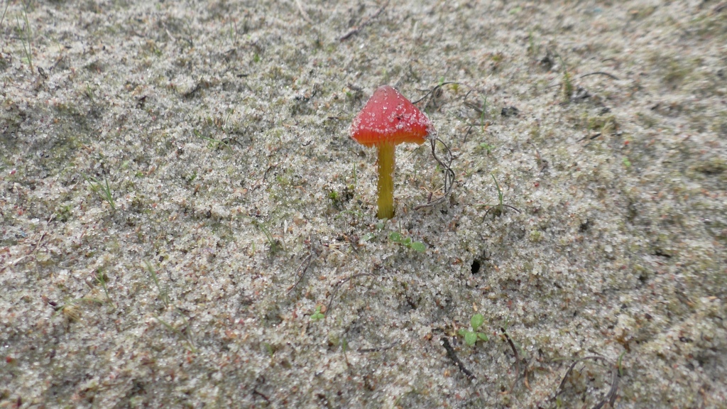Kegeliger Saftling - Ansicht von schräg oben. Die orangerote Färbung ist ziemlich markant; ebenso der spitzwirkende Hut. 